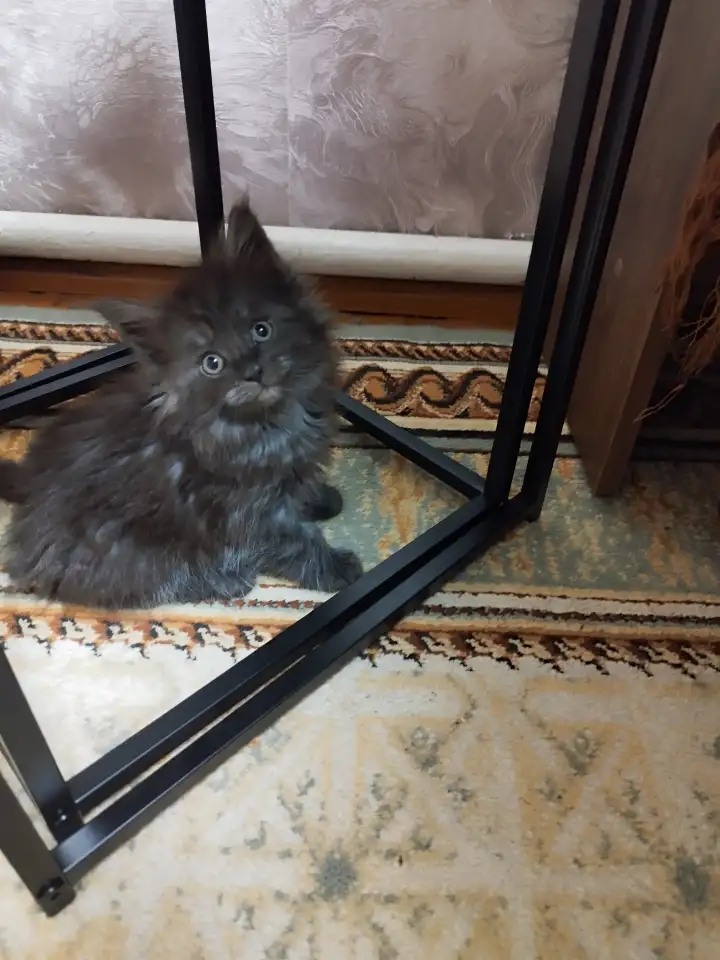 Котята, фотография 2