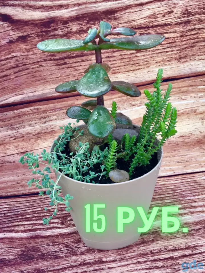 цветы комнаные, фотография 3