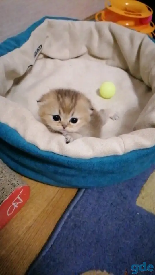 Продажа шотландского котенка, фотография 1