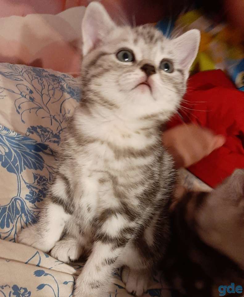 Шотландские котята, фотография 3