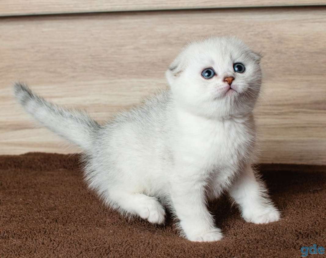 Шотландский кот фолд, фотография 1