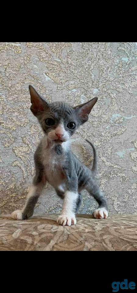 Котята канадского сфинкса, фотография 6