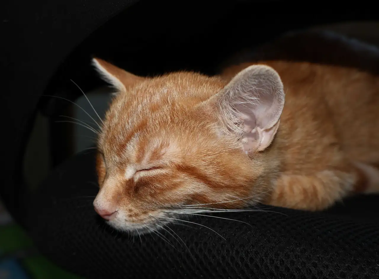Домашний котенок 4 мес. Любит спать на ручках, добрый, очень нежный, фотография 4