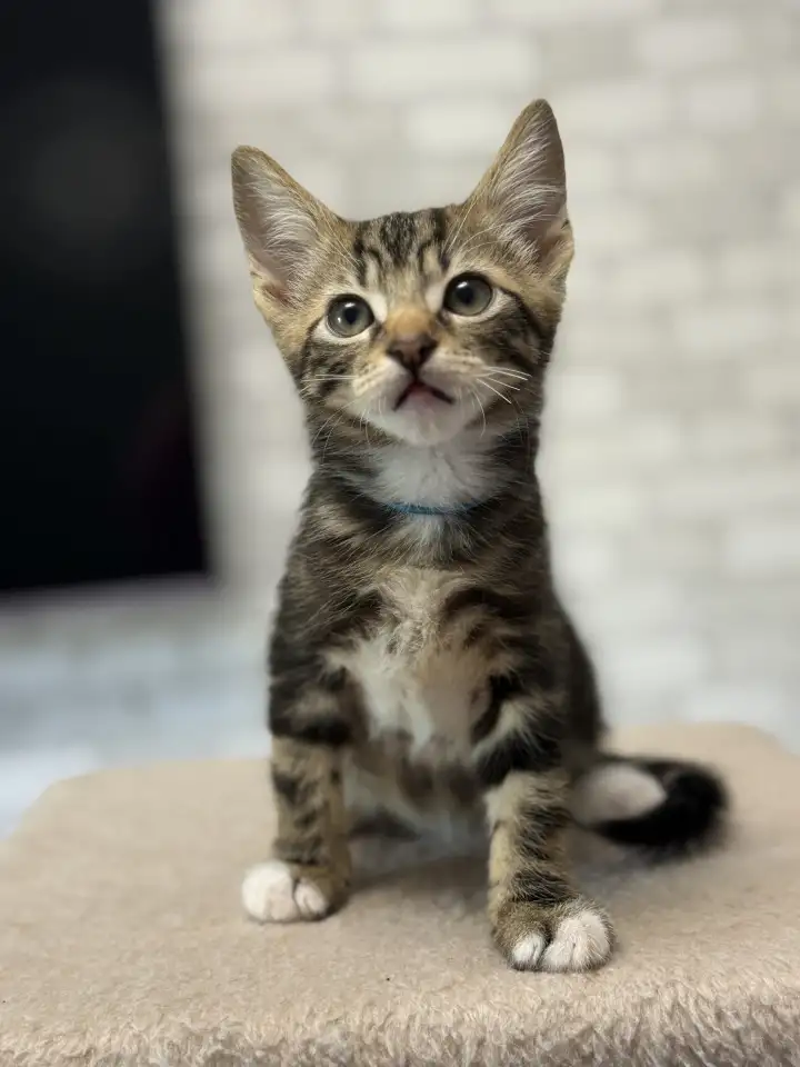 Котята-тигрята в добрые руки., фотография 6