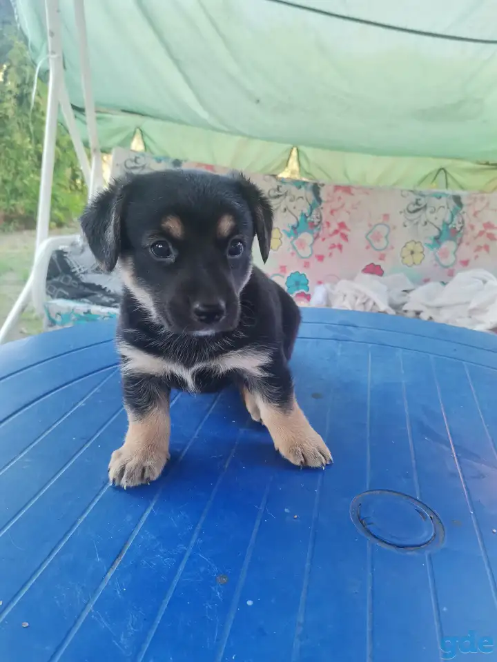 Отдам щенков корги-дворняги, фотография 9
