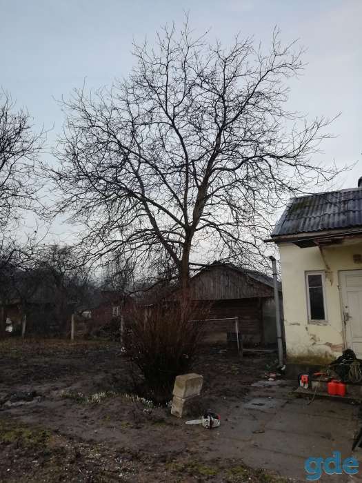 Спилить, обрезать, удалить дерево, фотография 1