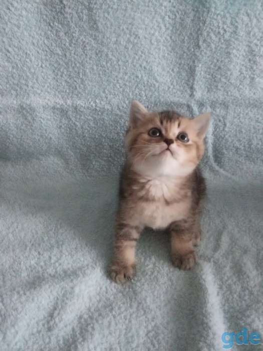 Британские котята золотая шиншилла, фотография 4