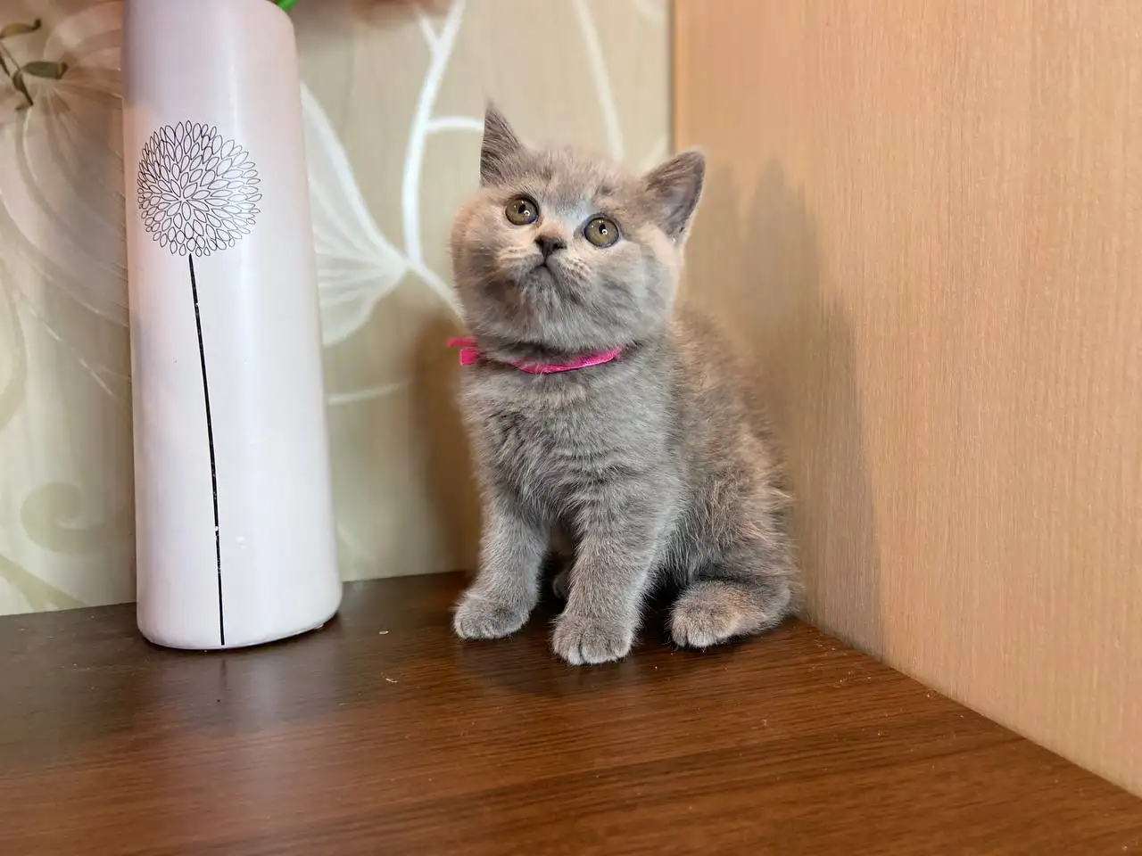 Британские котята, фотография 3