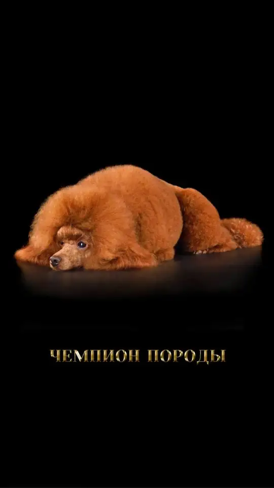 Шикарный, максимально титулованный и здоровый кобель, вязка, фотография 5