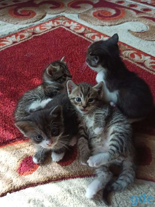 Котята ищут дом и любящих хозяев, фотография 9