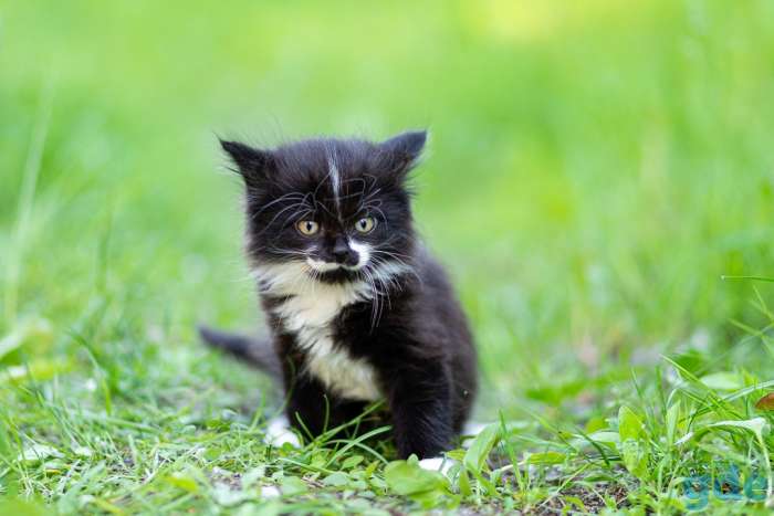 Котята в дар., фотография 2