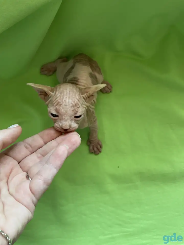 Котенок породы канадский сфинкс, фотография 2