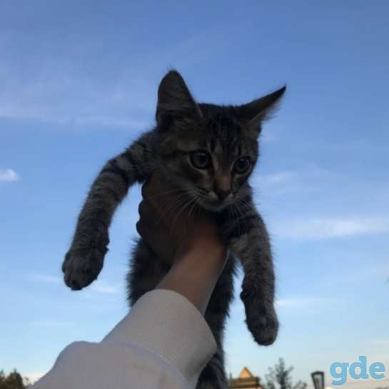 Котёнок девочка, фотография 5