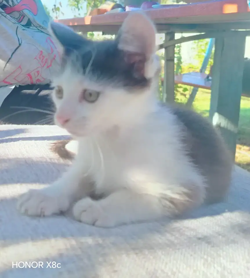 Милые котята ищут дом, фотография 1