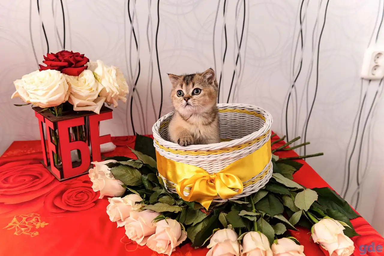 Шотландские котята, фотография 2