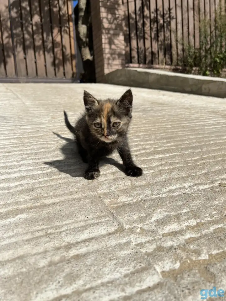 Котёнок (1 мес) в дар, фотография 4