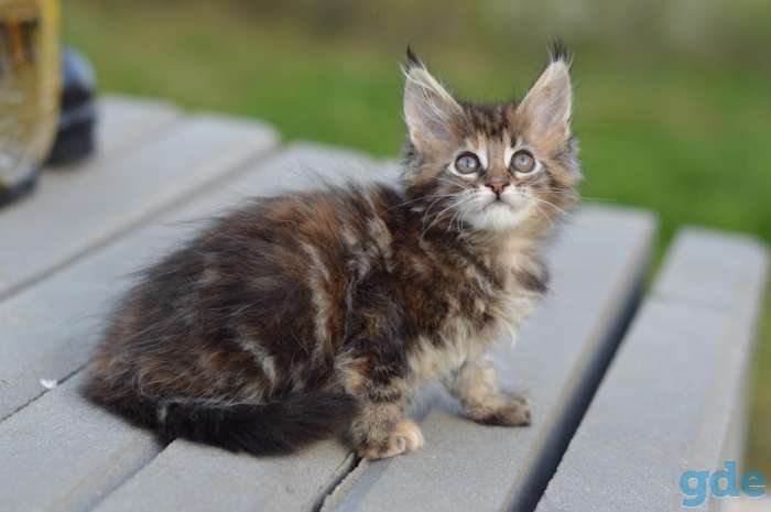 Мейн Кун котята, фотография 8
