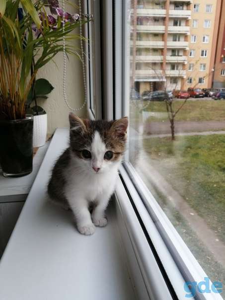 Котенок ищет дом, фотография 2