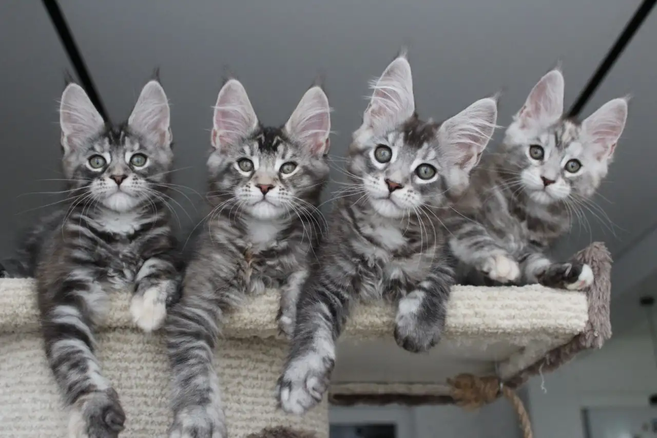 Мейн кун котята!, фотография 2