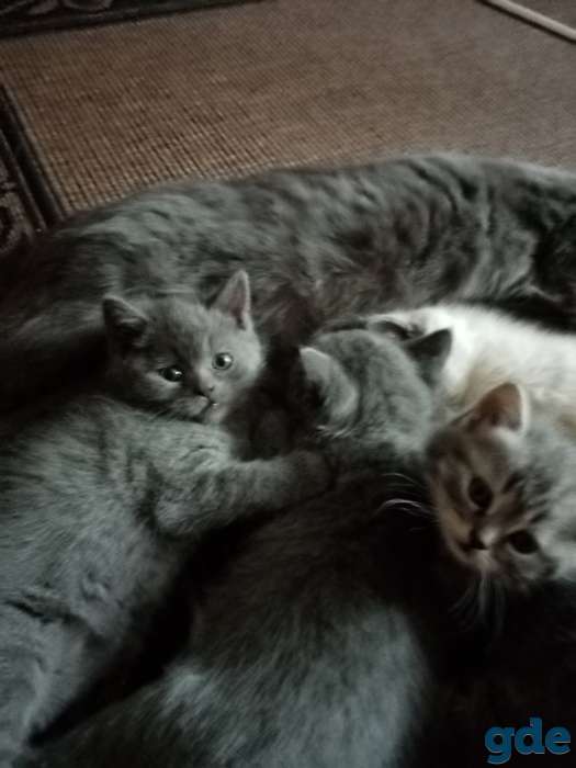 Шотландские котята, фотография 3