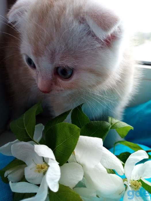 Котята, фотография 4