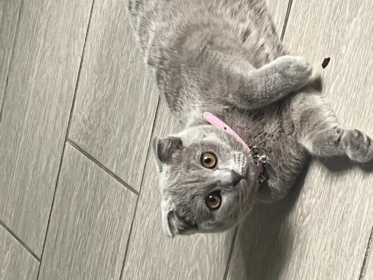 Шотландские котята, фотография 10