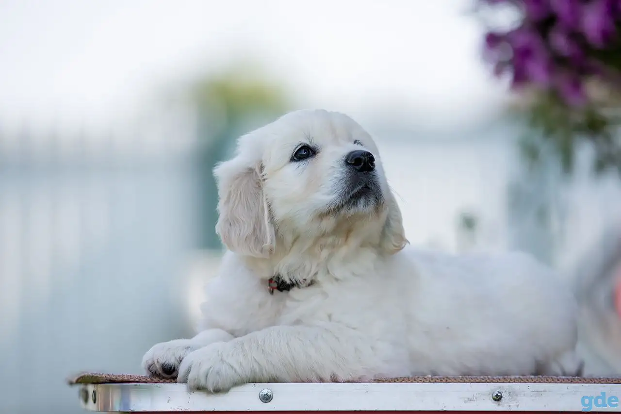 Щенки Golden Retriver, фотография 3