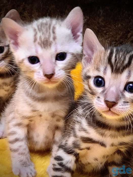 Бенгальские котята, фотография 4