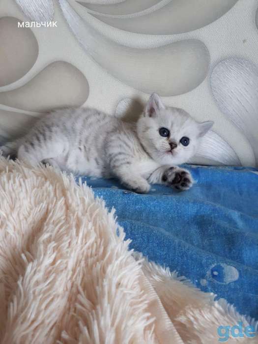 Котята шотландские серебристой и золотой шиншилки, фотография 5