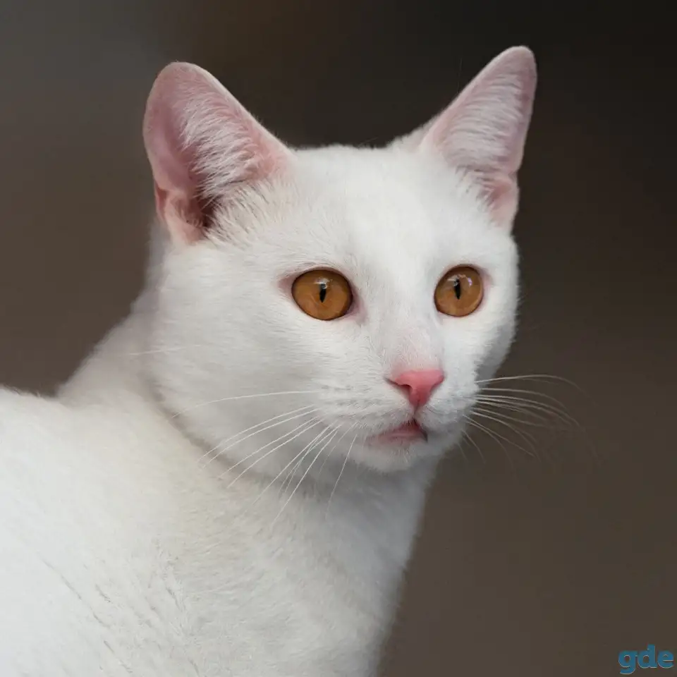 Котик в дар, фотография 1
