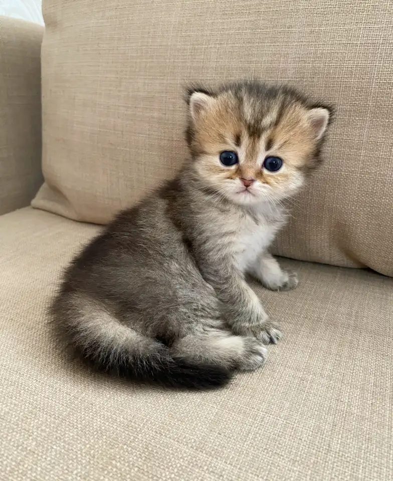 Шотландские котята, фотография 3