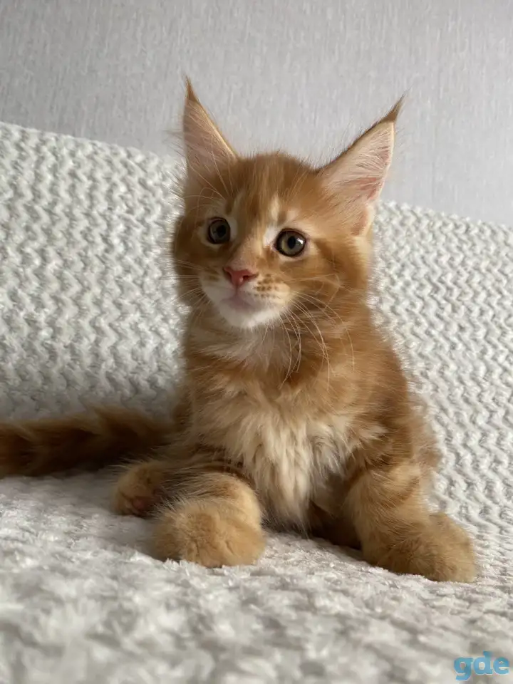 Котенок мейн кун, фотография 3