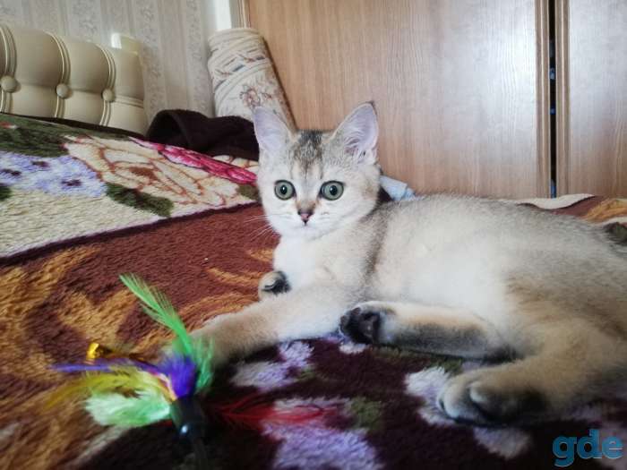 Шотландская скоттиш страйт, фотография 2