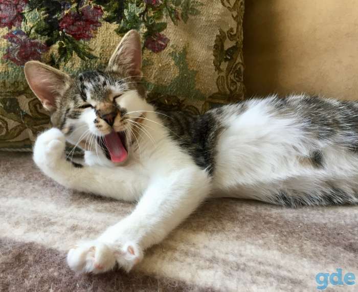 Котик в добрые руки, фотография 2