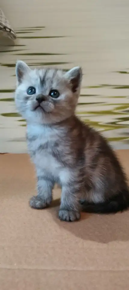 Британские котята, фотография 9