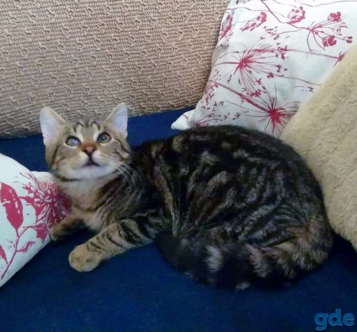 Котёнок в добрые руки, фотография 3