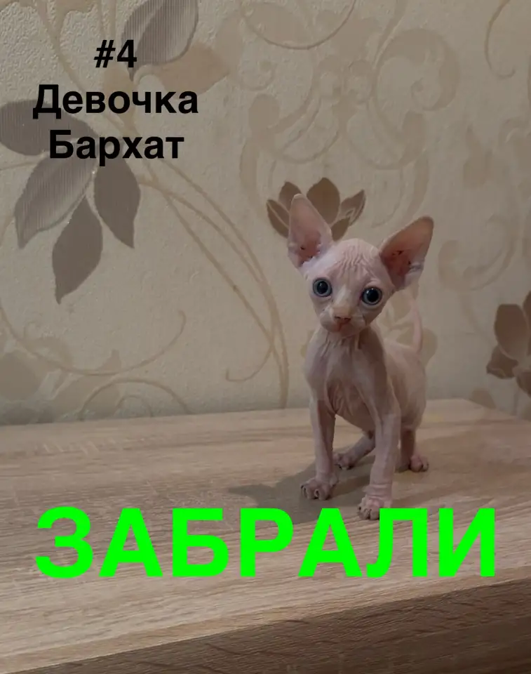 Котята канадского сфинкса браш, резинка, бархат, фотография 4