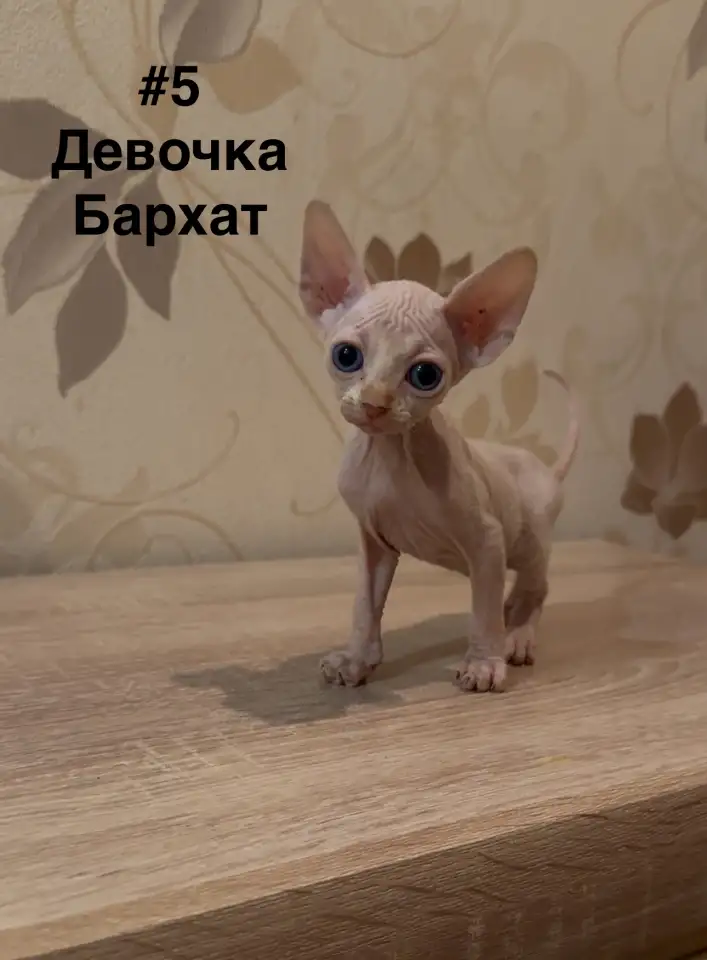 Котята канадского сфинкса браш, резинка, бархат, фотография 5