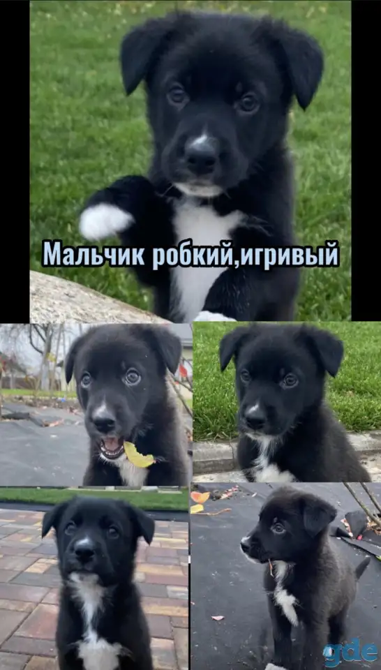 Щенки бесплатно, фотография 2