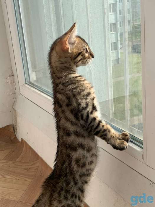 Чистокровный бенгальский котёнок 3 месяца, фотография 4