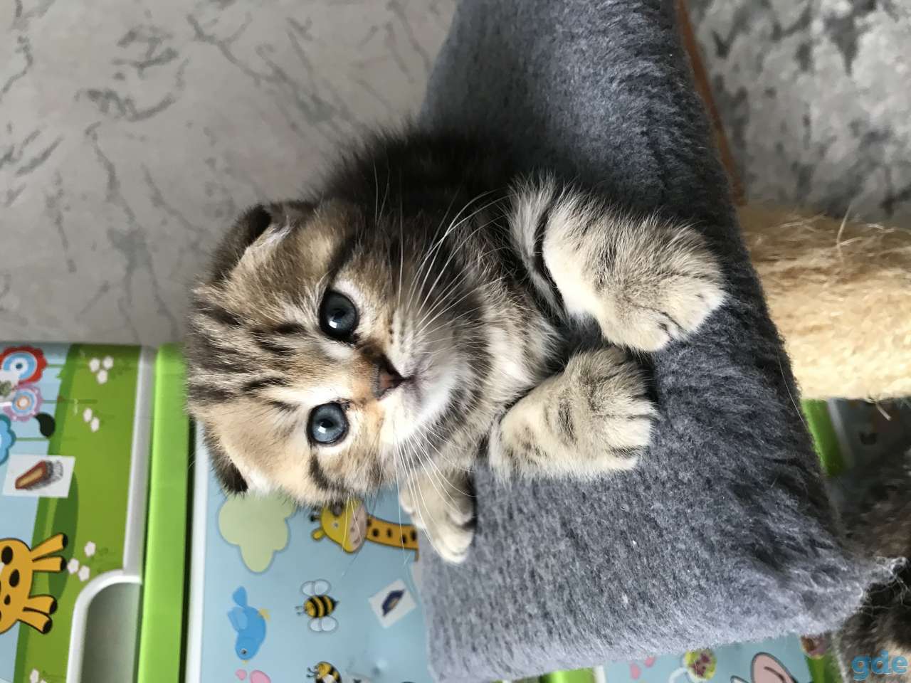 Продаются котята, фотография 6
