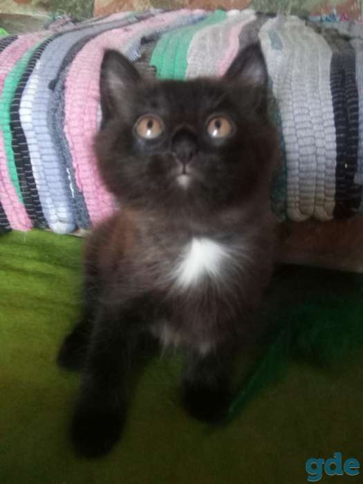 Котенок ищет дом, фотография 1