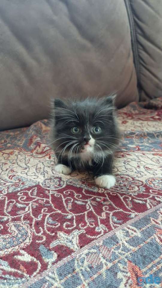 Котята, фотография 1