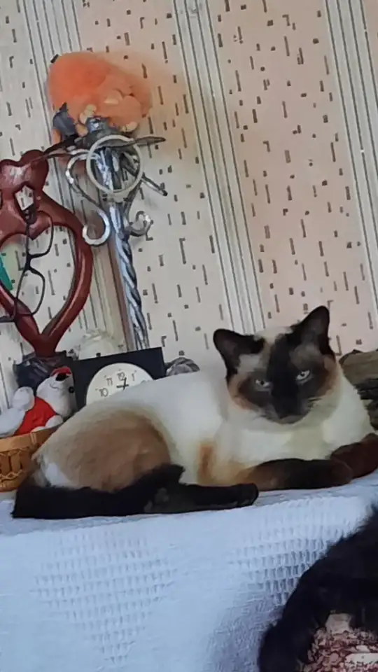 Отдам кота, фотография 2