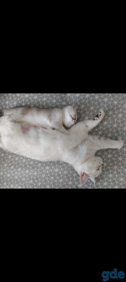 Котята, фотография 5