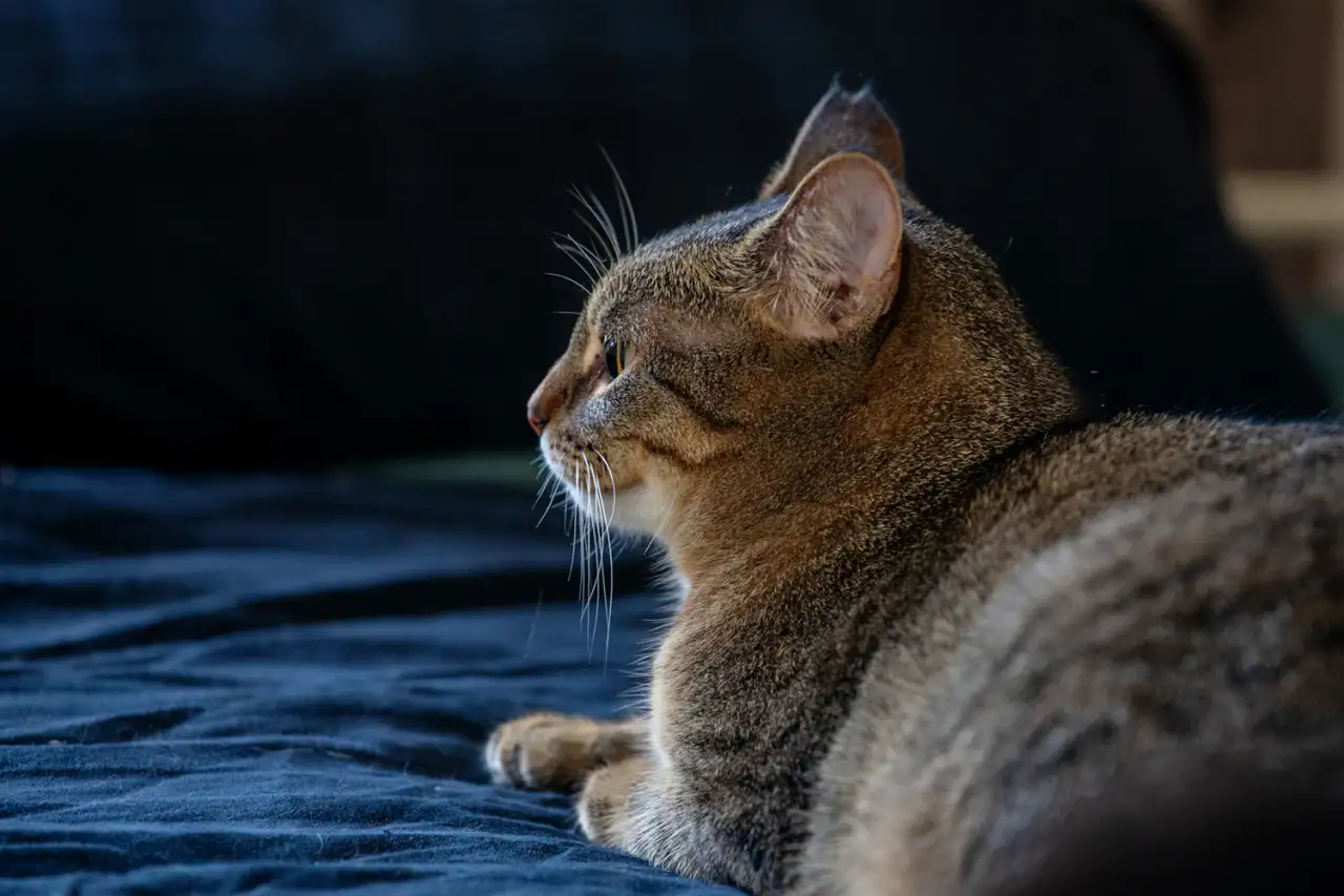 Кошка Малява ищет дом, фотография 6