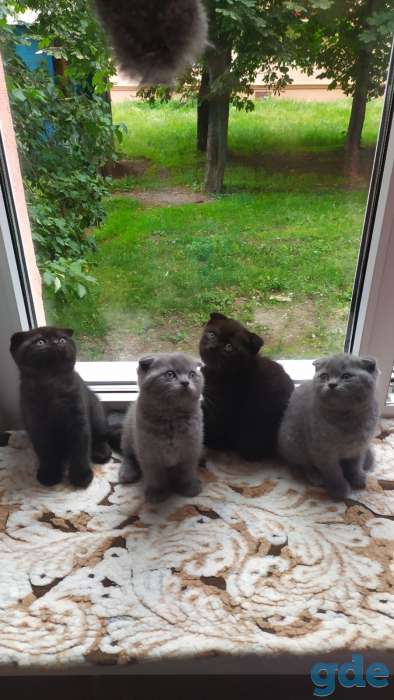 Продам котят, фотография 2