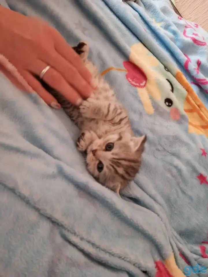 Котята, фотография 4
