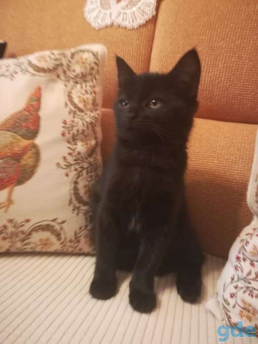 Котенок ищет дом, фотография 2