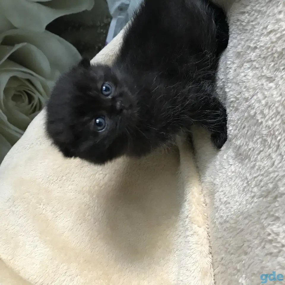 Шотландские вислоухие котята, фотография 7